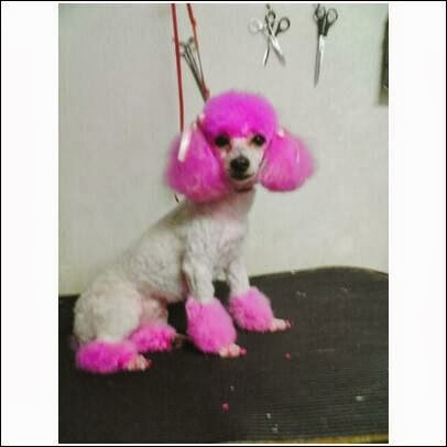 Pet Groomer «Pretty Paws Salon & Spa», reviews and photos, 604 S 77 Sunshine Strip, Harlingen, TX 78550, USA