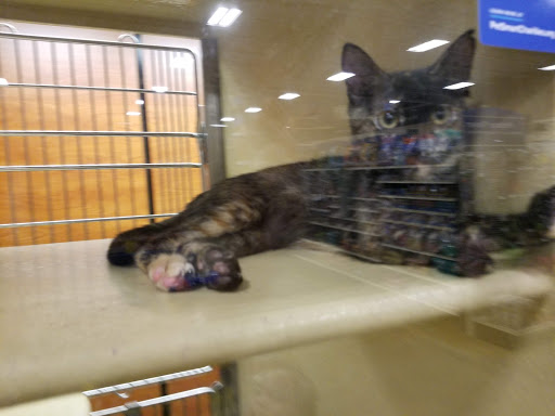 Pet Supply Store «PetSmart», reviews and photos, 1800 Evans Rd, Melbourne, FL 32904, USA