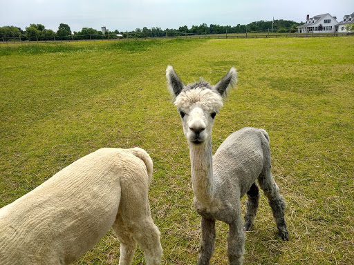 Farm «Painted Sky Alpaca Farm & Fiber Mill», reviews and photos, 95 Knight House Ln, Earleville, MD 21919, USA