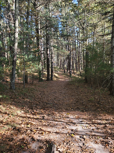 Little Buttermilk Bay Woods