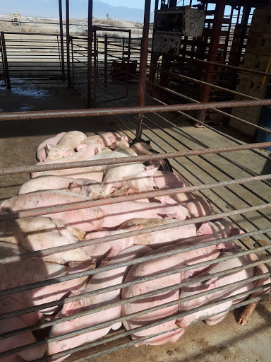 Meat Wholesaler «Lizze Custom Processing», reviews and photos, 7310 Pine Ave, Chino, CA 91708, USA