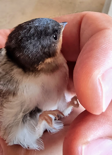 Electrofassar en Massalfassar, Valencia