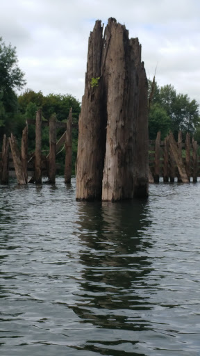 Tourist Attraction «Chehalem Paddle Launch», reviews and photos, 3100 SE 8th St, Dundee, OR 97115, USA