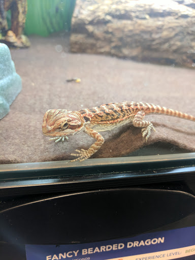 Pet Supply Store «PetSmart», reviews and photos, 919 Lakeland Park Center Dr Unit 380, Lakeland, FL 33809, USA