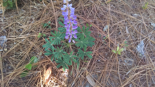 Golf Club «Sunny Hills Golf Club», reviews and photos, 3634 Country Club Blvd, Chipley, FL 32428, USA