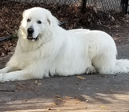 Park «Northeast Park and Paw Place», reviews and photos, 4630 E Bay Dr, Clearwater, FL 33764, USA