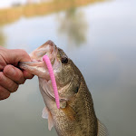 Photo n°3 de l'avis de Max.r fait le 20/09/2022 à 18:12 sur le  Laghi Dorati - Fossa D'Albero à Ferrara