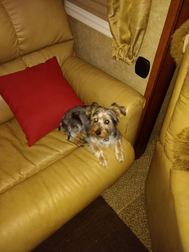 Pet Supply Store «Petsense Searcy», reviews and photos, 3450 E Race Ave, Searcy, AR 72143, USA