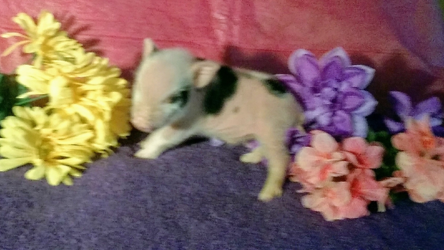 Mini Pig Miracles