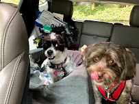 Simie's Doggy B & B - Photo 2 - Car repair in , Sandy Springs