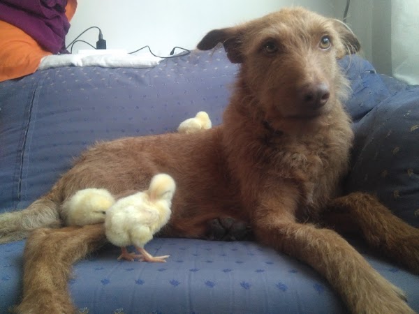 Clínica Veterinaria Hispanidad