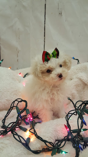 Pet Store «Happiness Is Pets», reviews and photos, 2936 Showplace Dr, Naperville, IL 60564, USA