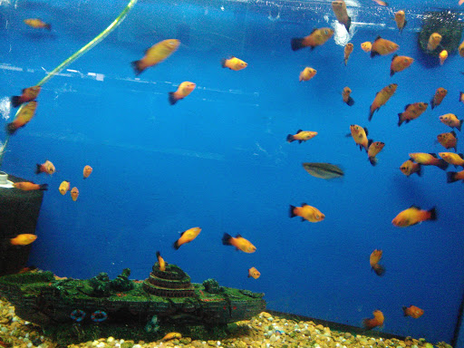 Tropical Fish Store «House of Tropicals Inc», reviews and photos, 7389 Baltimore Annapolis Blvd, Glen Burnie, MD 21061, USA