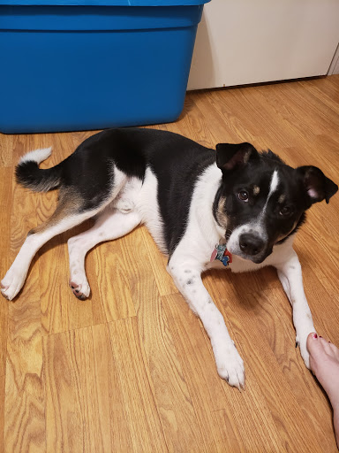 Pet Supply Store «Petco Animal Supplies», reviews and photos, 1960 Edinboro Rd, Erie, PA 16509, USA