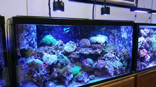 Pet Supply Store «Sea Level Aquarium», reviews and photos, 28 US-46, Pine Brook, NJ 07058, USA