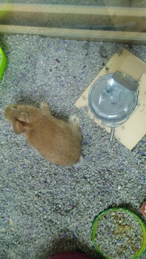 Pet Store «Petland», reviews and photos, 920 Hebron Rd, Heath, OH 43056, USA