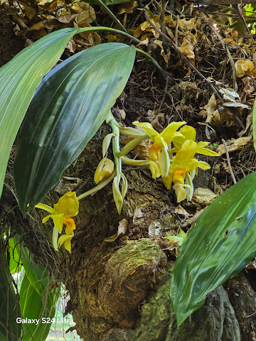 Casa Duranta by null