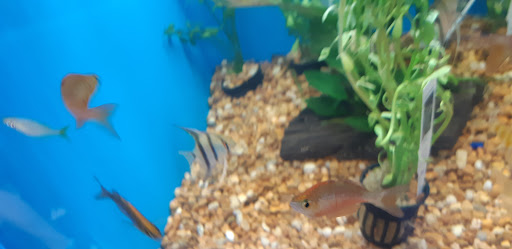 Pet Supply Store «Pet Supermarket», reviews and photos, 3806 S Dale Mabry Hwy, Tampa, FL 33629, USA