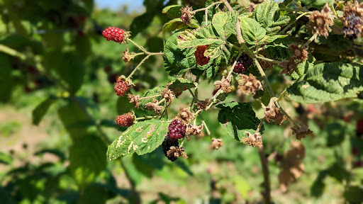 Grocery Store «Red Berry Barn», reviews and photos, 19200 SW Chapman Rd, Sherwood, OR 97140, USA
