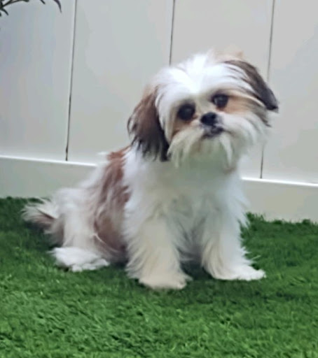 Pet Supply Store «Petco Animal Supplies», reviews and photos, 1670 Airport Blvd #700, Pensacola, FL 32504, USA