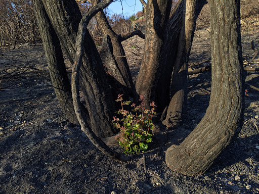 Park «Borrego Canyon Overlook Park», reviews and photos, 21 Viaggio Ln, Foothill Ranch, CA 92610, USA