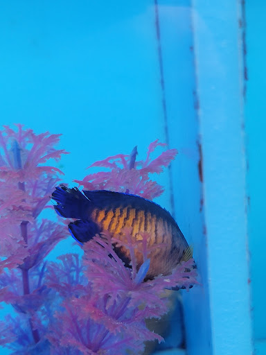 Tropical Fish Store «OCD Reefs», reviews and photos, 4220 2100 S, Salt Lake City, UT 84120, USA