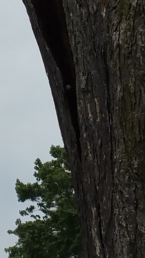 Golf Club «Maple Lane Golf Club», reviews and photos, 33203 Maple Ln Dr, Sterling Heights, MI 48312, USA