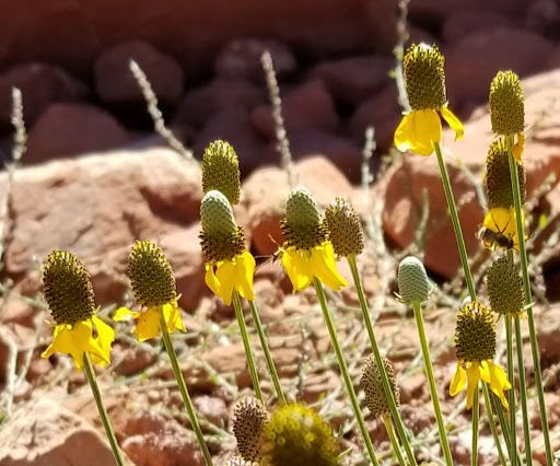 Golf Club «Seven Canyons Golf Club», reviews and photos, 625 Golf Club Way, Sedona, AZ 86336, USA