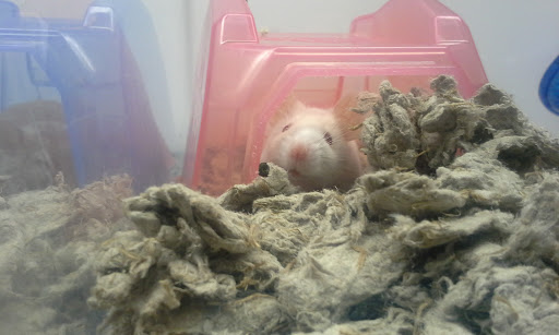 Pet Supply Store «Petco Animal Supplies», reviews and photos, 6672 Lonetree Blvd, Rocklin, CA 95765, USA