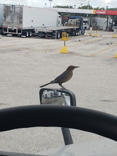 Convenience Store «Pilot / Flying J Kingman AZ», reviews and photos, 3300 E Andy Devine Ave, Kingman, AZ 86401, USA