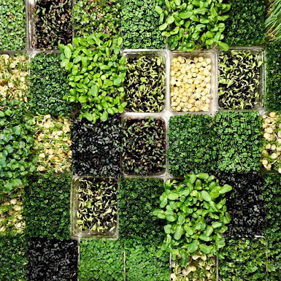 Microgreens Praha | Prague Microgreens Farm