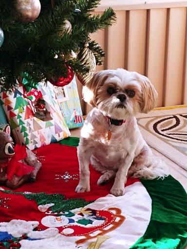 Pet Supply Store «Adogable PET SERVICES», reviews and photos, 4884 Sun City Center Blvd, Sun City Center, FL 33573, USA