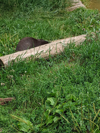 Zoo «NEW Zoo & Adventure Park», reviews and photos, 4378 Reforestation Rd, Green Bay, WI 54313, USA