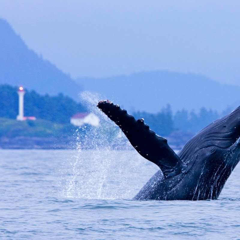 Jamie’s Whale Watching Tofino