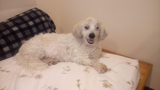 Seaside Veterinary Care image