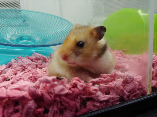 Pet Supply Store «Petco Animal Supplies», reviews and photos, 1065 Kennedy Rd, Windsor, CT 06095, USA