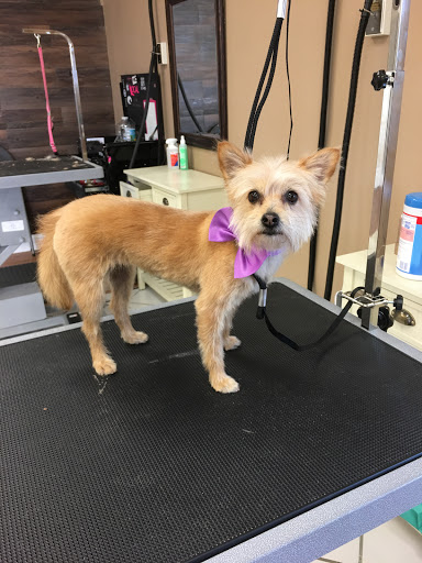 Dog Gone Cute Grooming & Bowtique