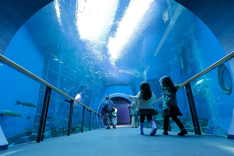 琵琶湖博物館水族展示室