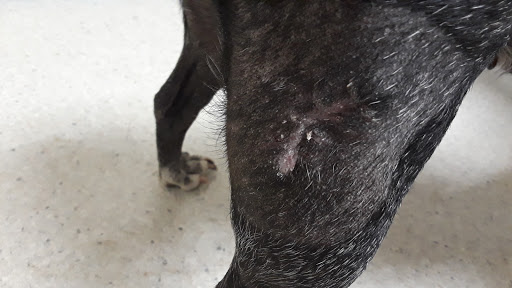 South County Veterinary Hospital image