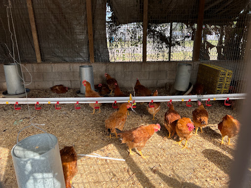 Poultry Farm «Orlando Live Poultry», reviews and photos, 2499 Regent Ave, Orlando, FL 32804, USA