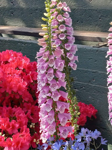 Park «Garfield Park Conservatory», reviews and photos, 300 N Central Park Ave, Chicago, IL 60624, USA