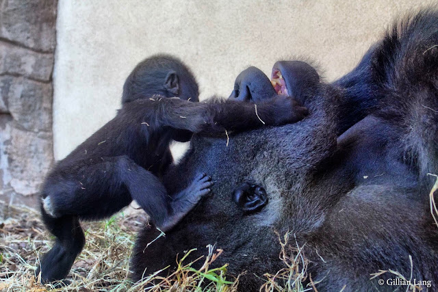 Oklahoma City's Adventure District