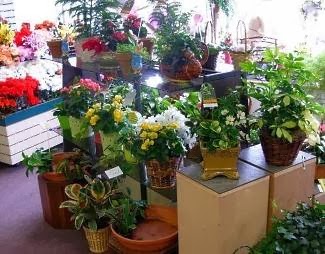 Florist «Specialty Floral», reviews and photos, 2553 7th Ave E, St Paul, MN 55109, USA