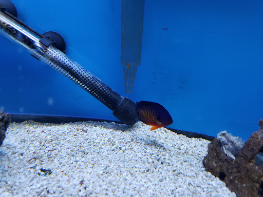 Tropical Fish Store «Belpre Aquarium & Pet Shop», reviews and photos, 1806 Washington Blvd, Belpre, OH 45714, USA