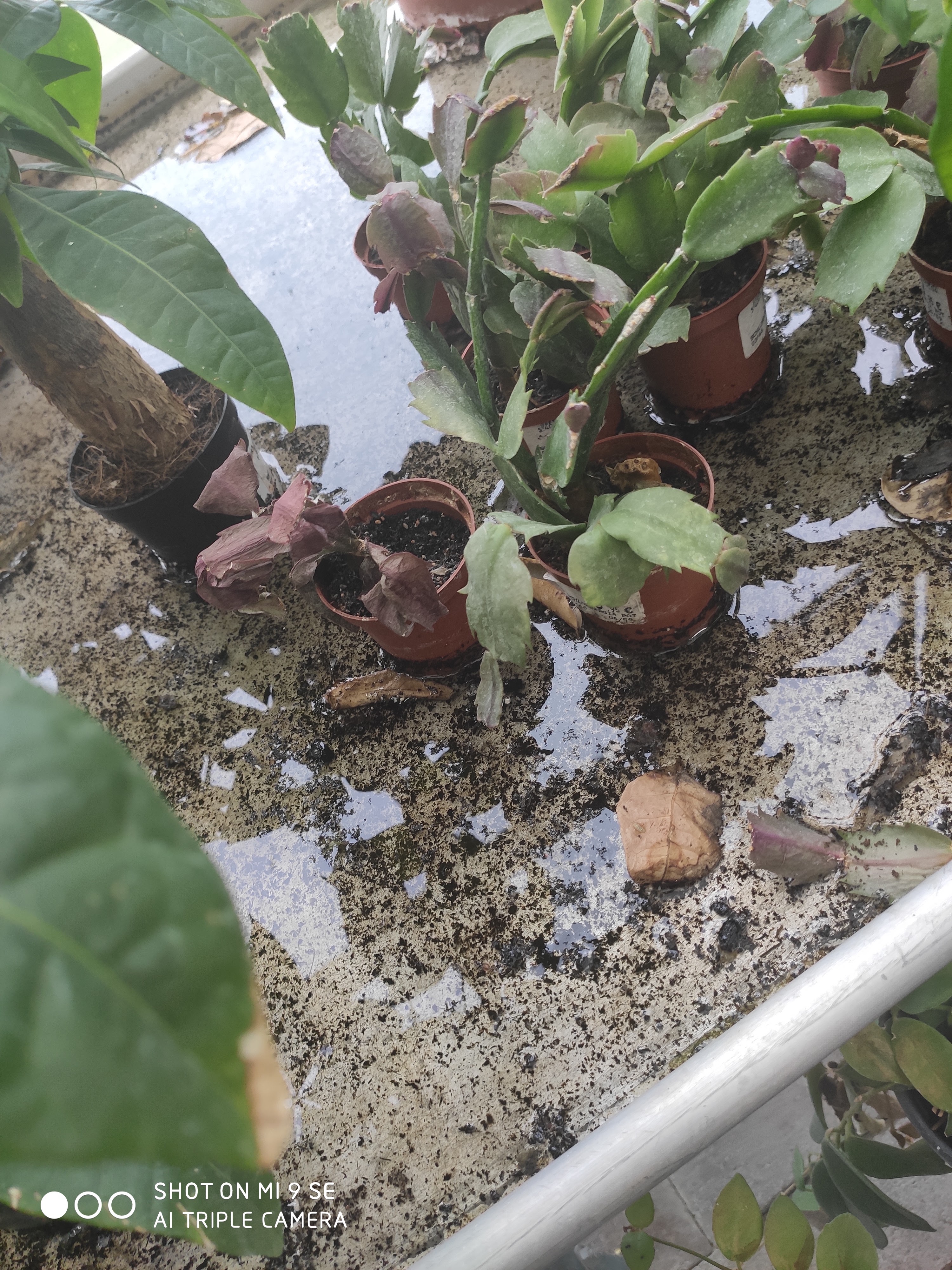 Photo n° 13 de l'avis de Miiss.i fait le 20/06/2020 à 14:02