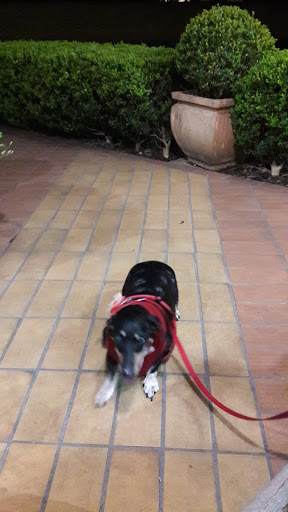 Granvet Veterinary Clinic em Cotia - SP