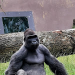 Photo n° 1 de l'avis de M. fait le 08/07/2021 à 20:50 pour Safari Air Park à Thoiry