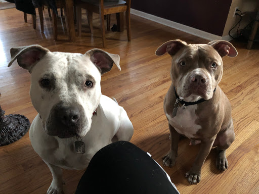 Pet Supply Store «J-B Pet Supplies - Hawthorne», reviews and photos, 289 Wagaraw Rd, Hawthorne, NJ 07506, USA