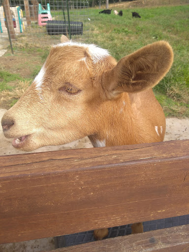 Farm «Goat Milk Stuff», reviews and photos, 76 S Lake Rd N, Scottsburg, IN 47170, USA