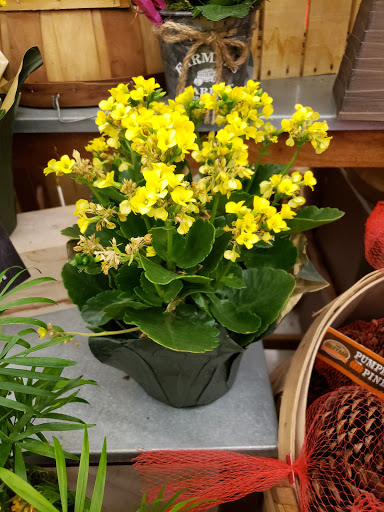 Grocery Store «Jewel-Osco», reviews and photos, 800 W North Ave, Melrose Park, IL 60160, USA